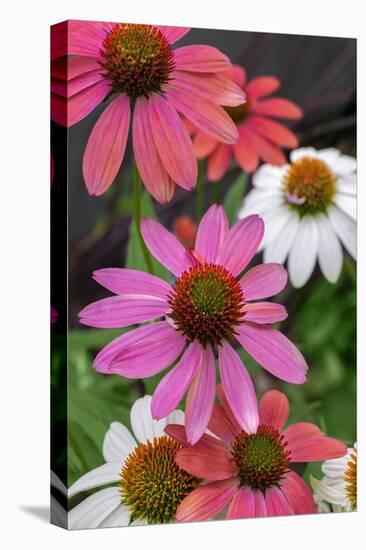 Coneflower, Echinacea purpurea-Lisa Engelbrecht-Stretched Canvas