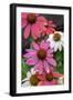 Coneflower, Echinacea purpurea-Lisa Engelbrecht-Framed Photographic Print