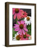 Coneflower, Echinacea purpurea-Lisa Engelbrecht-Framed Photographic Print