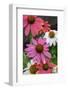 Coneflower, Echinacea purpurea-Lisa Engelbrecht-Framed Photographic Print