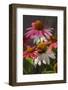 Coneflower, Echinacea purpurea-Lisa Engelbrecht-Framed Photographic Print