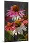 Coneflower, Echinacea purpurea-Lisa Engelbrecht-Mounted Photographic Print