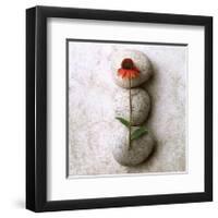 Coneflower On Stone-Glen and Gayle Wans-Framed Giclee Print