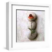 Coneflower On Stone-Glen and Gayle Wans-Framed Giclee Print