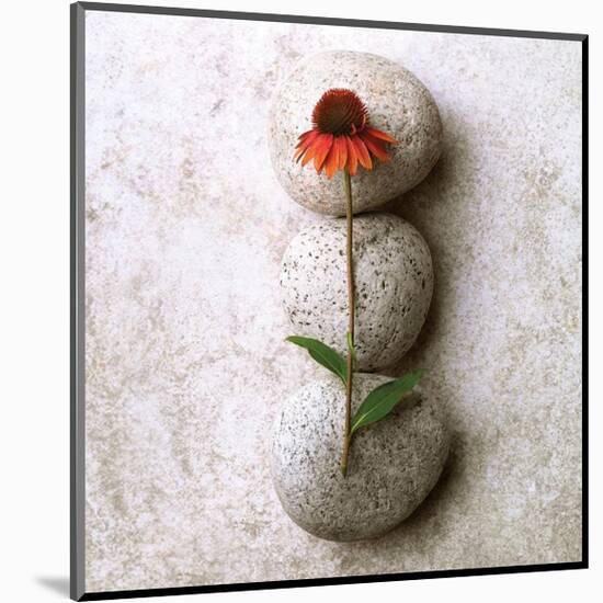 Coneflower On Stone-Glen and Gayle Wans-Mounted Giclee Print