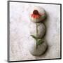 Coneflower On Stone-Glen and Gayle Wans-Mounted Giclee Print