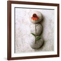 Coneflower On Stone-Glen and Gayle Wans-Framed Giclee Print