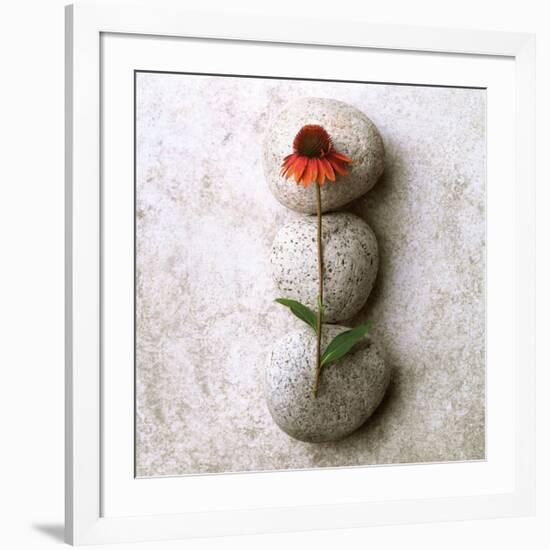 Coneflower On Stone-Glen and Gayle Wans-Framed Giclee Print