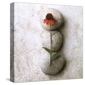 Coneflower On Stone-Glen and Gayle Wans-Stretched Canvas