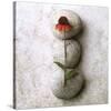 Coneflower On Stone-Glen and Gayle Wans-Stretched Canvas