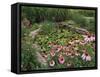 Coneflowers Around Water Garden, Louisville, Kentucky, USA-Adam Jones-Framed Stretched Canvas