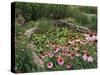 Coneflowers Around Water Garden, Louisville, Kentucky, USA-Adam Jones-Stretched Canvas