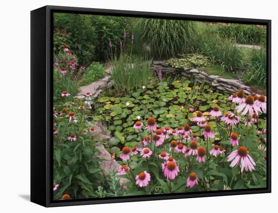 Coneflowers Around Water Garden, Louisville, Kentucky, USA-Adam Jones-Framed Stretched Canvas