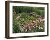 Coneflowers Around Water Garden, Louisville, Kentucky, USA-Adam Jones-Framed Premium Photographic Print