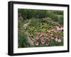 Coneflowers Around Water Garden, Louisville, Kentucky, USA-Adam Jones-Framed Premium Photographic Print