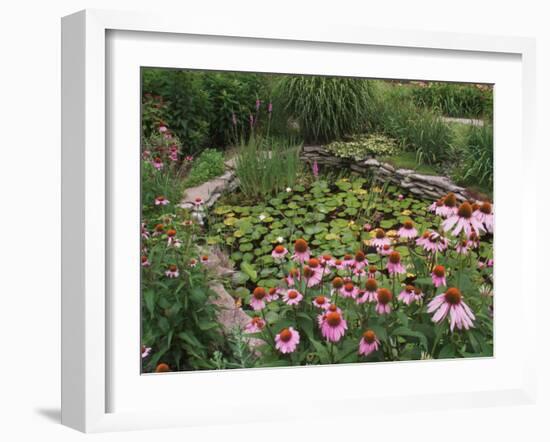 Coneflowers Around Water Garden, Louisville, Kentucky, USA-Adam Jones-Framed Premium Photographic Print