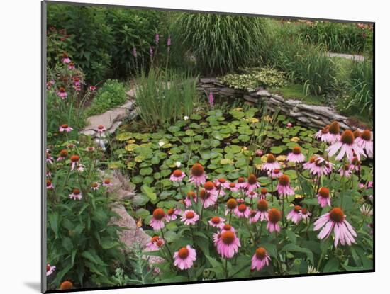 Coneflowers Around Water Garden, Louisville, Kentucky, USA-Adam Jones-Mounted Premium Photographic Print