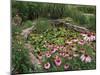 Coneflowers Around Water Garden, Louisville, Kentucky, USA-Adam Jones-Mounted Photographic Print