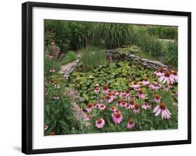 Coneflowers Around Water Garden, Louisville, Kentucky, USA-Adam Jones-Framed Photographic Print