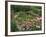 Coneflowers Around Water Garden, Louisville, Kentucky, USA-Adam Jones-Framed Photographic Print