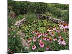 Coneflowers Around Water Garden, Louisville, Kentucky, USA-Adam Jones-Mounted Photographic Print