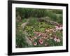 Coneflowers Around Water Garden, Louisville, Kentucky, USA-Adam Jones-Framed Photographic Print