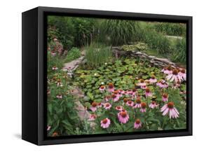 Coneflowers Around Water Garden, Louisville, Kentucky, USA-Adam Jones-Framed Stretched Canvas