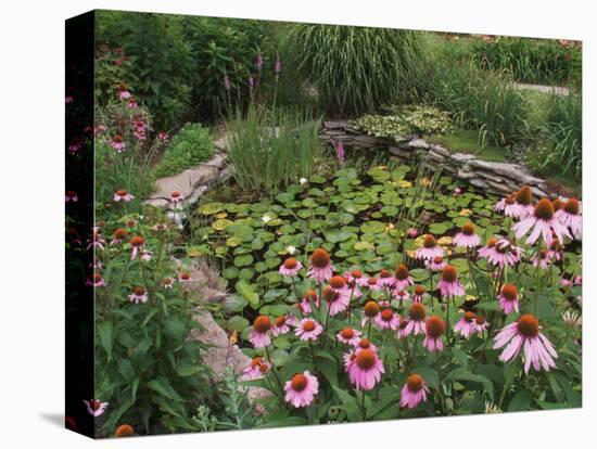 Coneflowers Around Water Garden, Louisville, Kentucky, USA-Adam Jones-Stretched Canvas