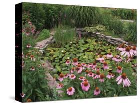 Coneflowers Around Water Garden, Louisville, Kentucky, USA-Adam Jones-Stretched Canvas