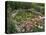 Coneflowers Around Water Garden, Louisville, Kentucky, USA-Adam Jones-Stretched Canvas