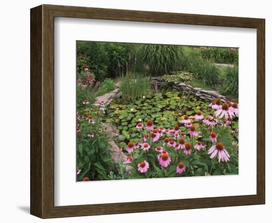 Coneflowers Around Water Garden, Louisville, Kentucky, USA-Adam Jones-Framed Photographic Print