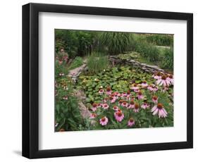 Coneflowers Around Water Garden, Louisville, Kentucky, USA-Adam Jones-Framed Photographic Print