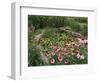 Coneflowers Around Water Garden, Louisville, Kentucky, USA-Adam Jones-Framed Photographic Print