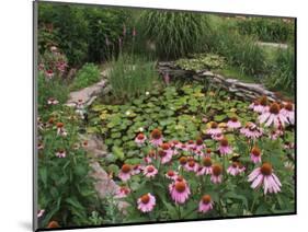 Coneflowers Around Water Garden, Louisville, Kentucky, USA-Adam Jones-Mounted Photographic Print