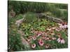 Coneflowers Around Water Garden, Louisville, Kentucky, USA-Adam Jones-Stretched Canvas