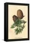 Cones of the Cedar-W.h.j. Boot-Framed Stretched Canvas
