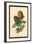 Cones of the Cedar-W.h.j. Boot-Framed Art Print