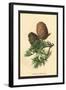 Cones of the Cedar-W.h.j. Boot-Framed Art Print