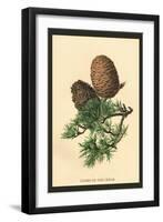 Cones of the Cedar-W.h.j. Boot-Framed Art Print