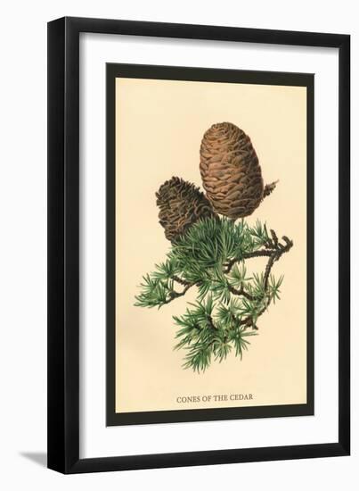 Cones of the Cedar-W.h.j. Boot-Framed Art Print