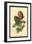 Cones of the Cedar-W.h.j. Boot-Framed Art Print