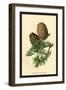 Cones of the Cedar-W.h.j. Boot-Framed Art Print