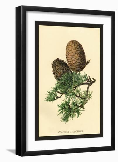 Cones of the Cedar-W.h.j. Boot-Framed Art Print