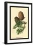 Cones of the Cedar-W.h.j. Boot-Framed Art Print