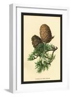 Cones of the Cedar-W.h.j. Boot-Framed Art Print