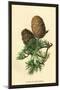 Cones of the Cedar-W.h.j. Boot-Mounted Art Print