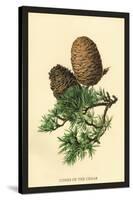 Cones of the Cedar-W.h.j. Boot-Stretched Canvas