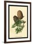 Cones of the Cedar-W.h.j. Boot-Framed Art Print