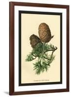 Cones of the Cedar-W.h.j. Boot-Framed Art Print