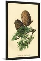 Cones of the Cedar-W.h.j. Boot-Mounted Art Print